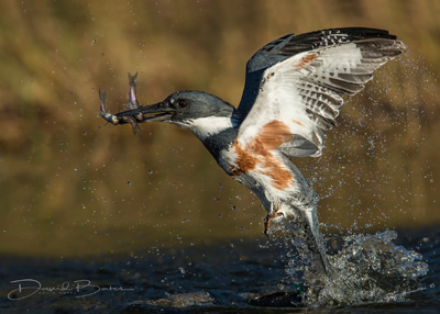 Minnow hunter | by David G. Bates of Gunster