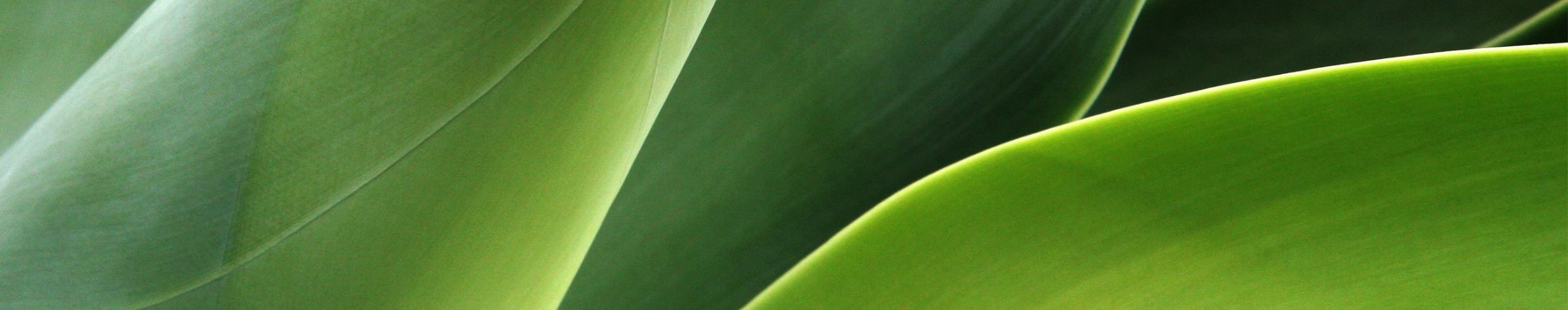 Macro Image of Leaves