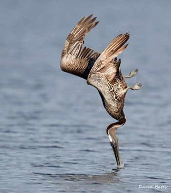 Pelican diving | David Bates