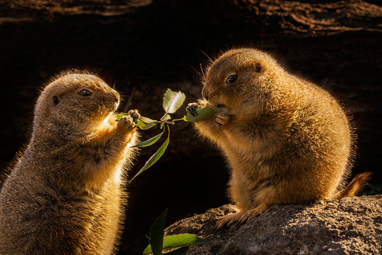 Groundhogs sharing | David Bates