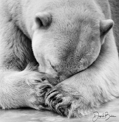 Polar bear nap | David Bates 