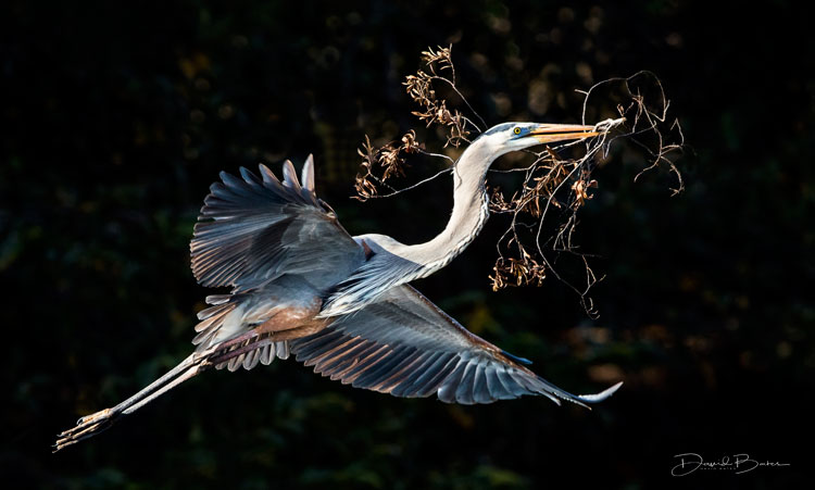 Great blue heron with nesting material | David Bates